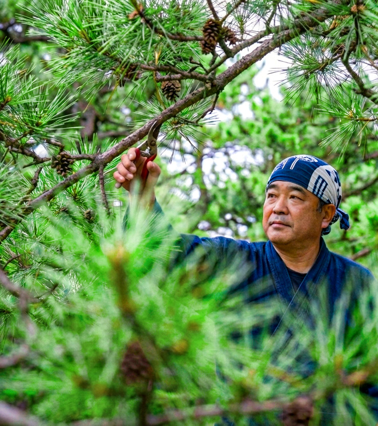 松の木を剪定している庭職人