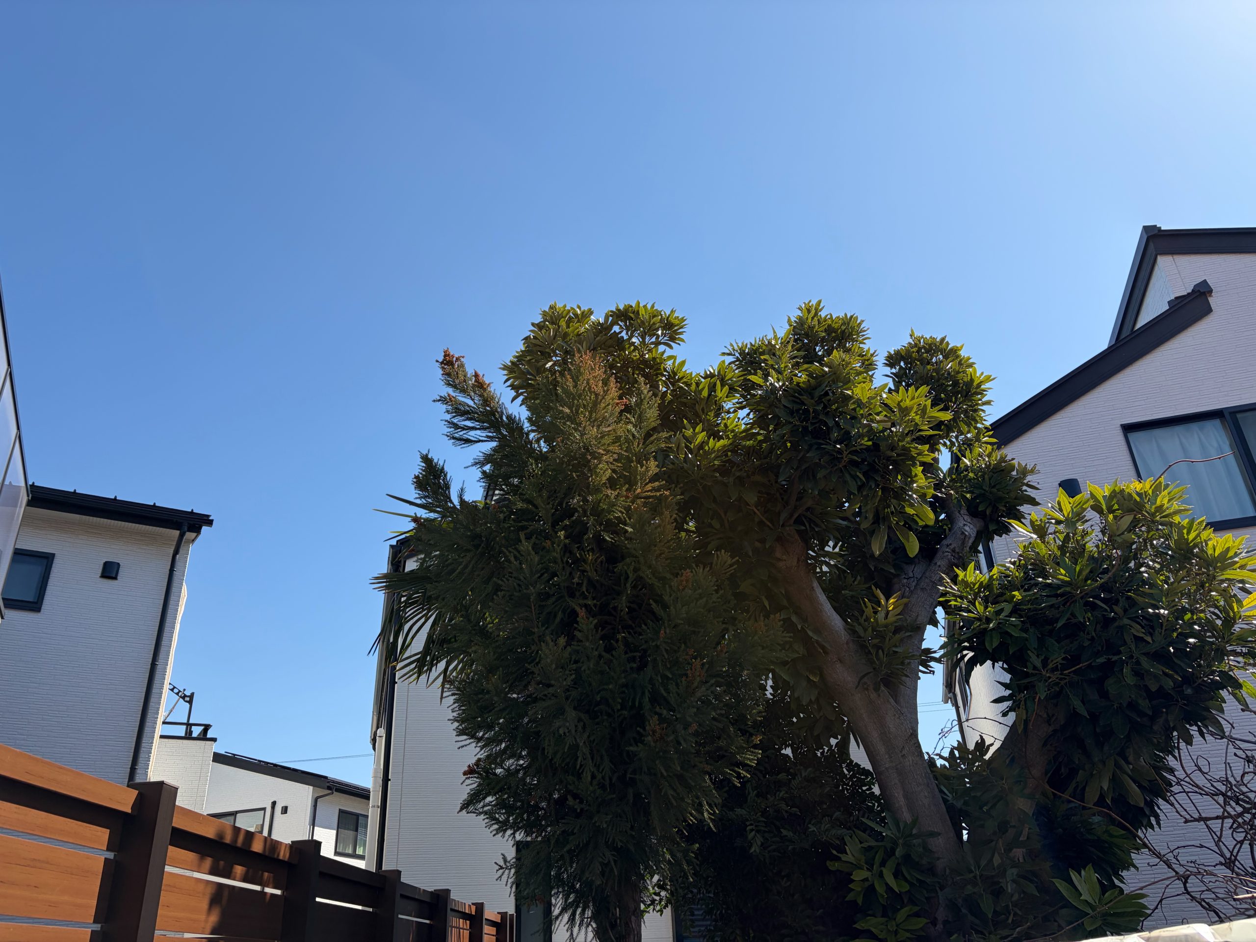 越谷市｜越境枝の剪定（杉・マテバシイ・シュロ） アフター