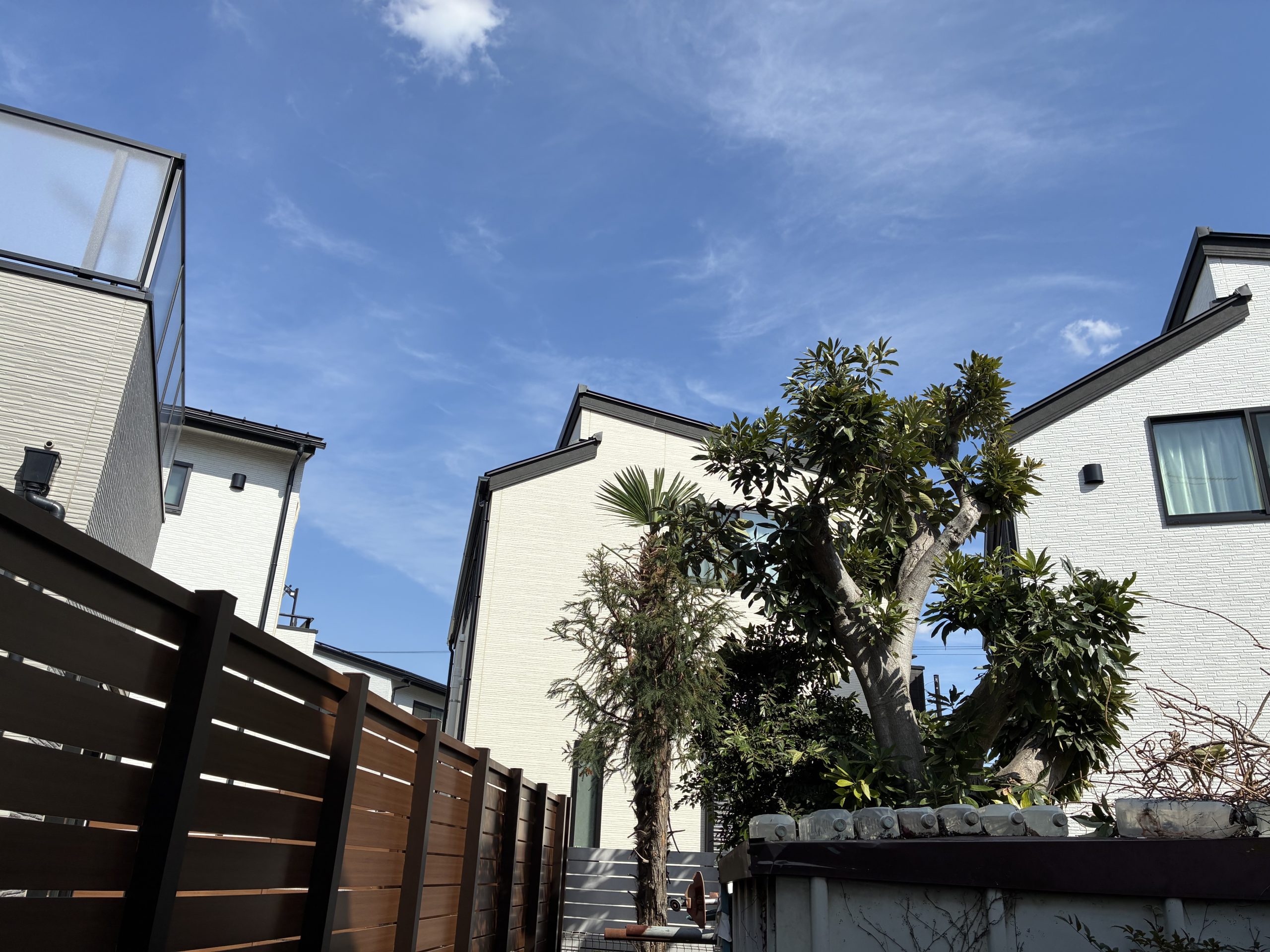 越谷市｜越境枝の剪定（杉・マテバシイ・シュロ） アフター